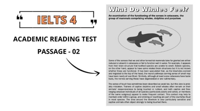What do Whales Feel Reading Answers PDF