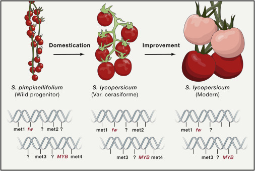 A second attempt at domesticating the tomato ielts reading answers explanation pdf