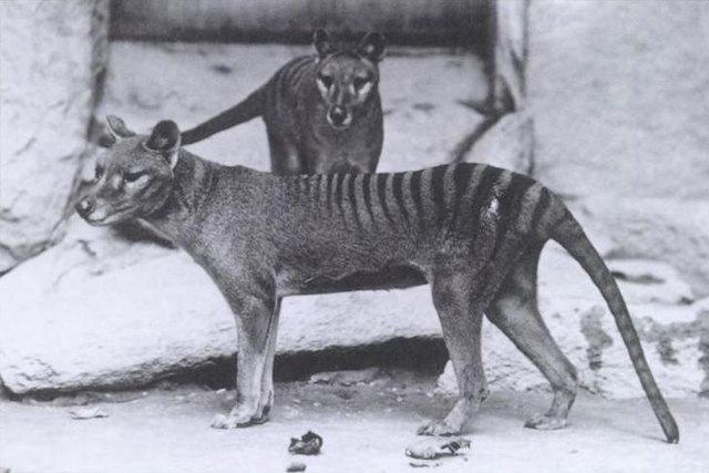 The Thylacine IELTS reading answers explanation PDF